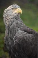 White tailed eagle photo