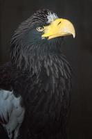 Stellers sea eagle photo