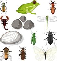 diferentes tipos de insectos con elementos de la naturaleza. vector