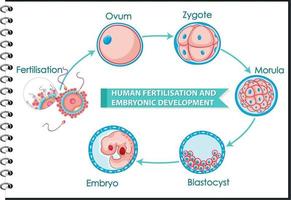 Fertilización humana y desarrollo embrionario. vector