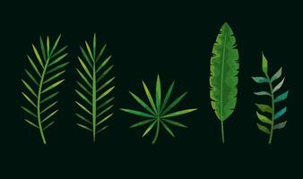 set of leafs tropicals nature vector