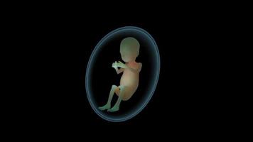 Bebé 3D en el útero para la investigación médica. video