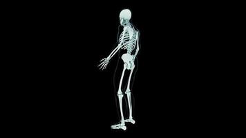 Esqueleto humano 3D para investigación médica.