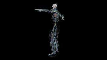 Sistema nervioso humano 3d para investigación médica video
