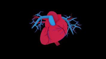 3D menschliches Herz für die medizinische Forschung video