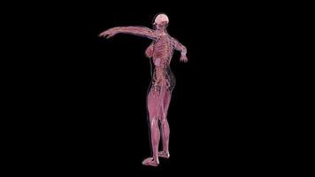 anatomia del corpo umano t posa femminile video