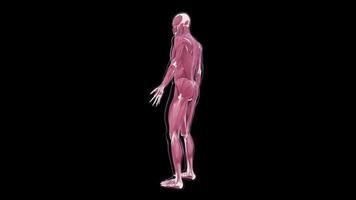 anatomia del corpo umano posa rilassata maschile video