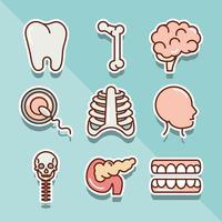 cuerpo humano anatomía órganos salud diente hueso cerebro cabeza torax iconos colección línea y relleno vector