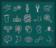 estilo de línea de colección de iconos de salud de órganos de anatomía del cuerpo humano vector