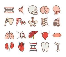 cuerpo humano anatomia órganos salud dientes cráneo cerebro cabeza hígado iconos línea de colección y relleno vector