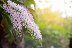 rhynchostylis gigantea está floreciendo foto