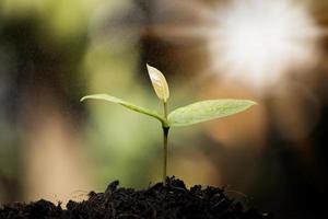 Seedlings are growing on the soil photo