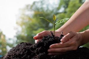 Farmer's hand holding seedlings on green bokeh background photo