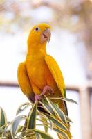 pájaro amarillo y verde conocido como ararajuba en una percha en río de janeiro. foto