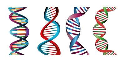 set of structures deoxyribonucleic acid vector