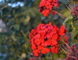 Red flowers in spring photo