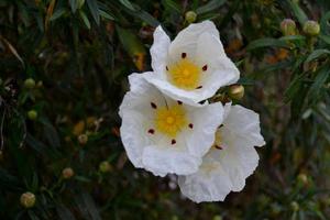 Flower of the rockrose in full bloom in the autumn photo
