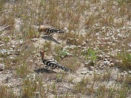 Couple of hoopoes walking on the sand of a beach photo