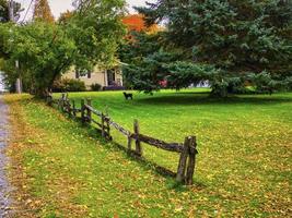 A dog in his yard. photo