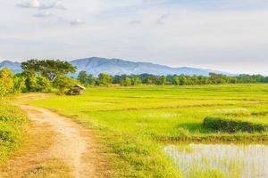 New rice planted in the field photo