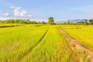 New rice planted in the field photo