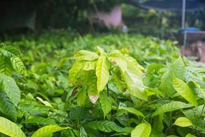 Seedlings of cocoa trees in the nursery photo