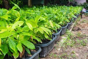 Seedlings of cocoa trees in the nursery photo