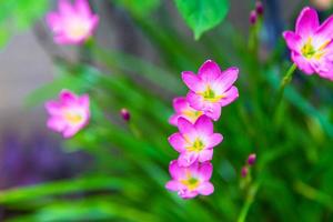 Beautiful pink rain lily flower photo