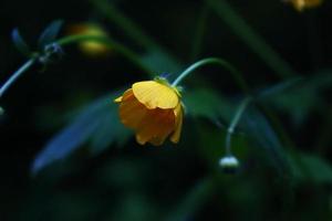 Little yellow Buttercup flower on dark mysterious background