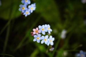 Forget me not blue tiny flowers with one pink standing out on dark blurred background photo