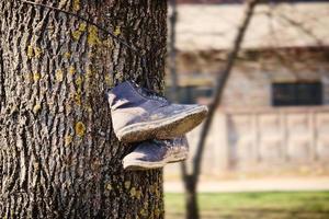 Old dirty boots hanging on tree trunk with textured bark on building background photo