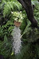 Water flowing in tropical outdoors garden, stock footage photo