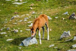 caballos en las montañas