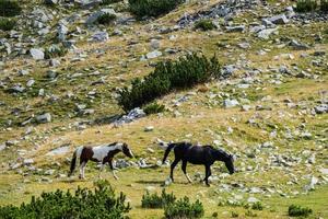 caballos en las montañas