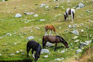 caballos en las montañas