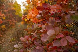 bosque de otoño colorido foto