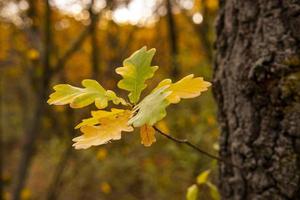 Colorful autumn forest photo