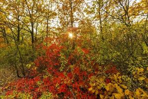 bosque de otoño colorido