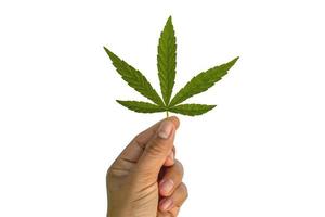 las hojas verdes de cannabis están en la mano aisladas sobre fondo blanco con el trazado de recorte. concepto de uso de cannabis para beneficio médico. foto
