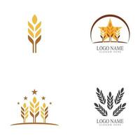 Agriculture wheat vector icon design