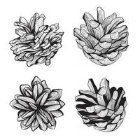 A set of pine cones. Design for Christmas, New Year. hand-drawn vector illustration