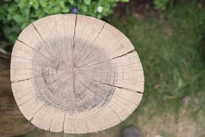 Tree stump rings photo