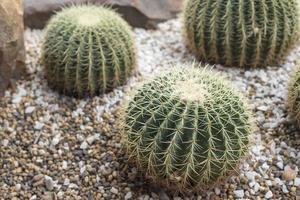 fondo de cactus del desierto
