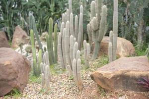 Cactus in the desert photo