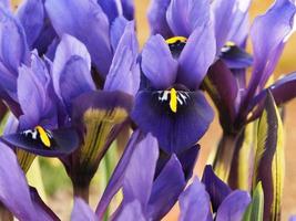 Iris púrpura en miniatura Iris histrioides Palm Springs foto