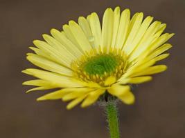 Flor amarilla de erigeron aureus variedad canario foto