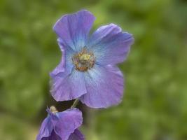 Purple Meconopsis Himalayan poppy flowering in a garden photo