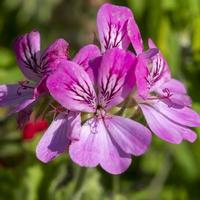 Pelargonium rosa flores de geranio rosa en un jardín. foto