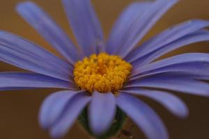 Primer plano de una bonita flor de aster natalensis foto