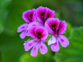 Beautiful pink purple Pelargonium rose geranium flower photo